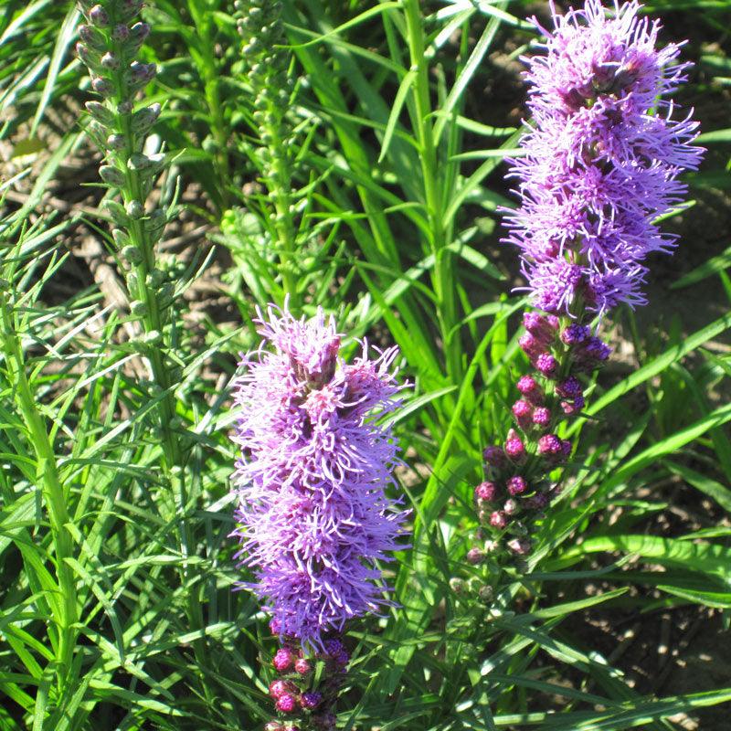 Dense Blazing Star flower seed pack by Grow Organic, showing vibrant seed packets for planting wildflower gardens.