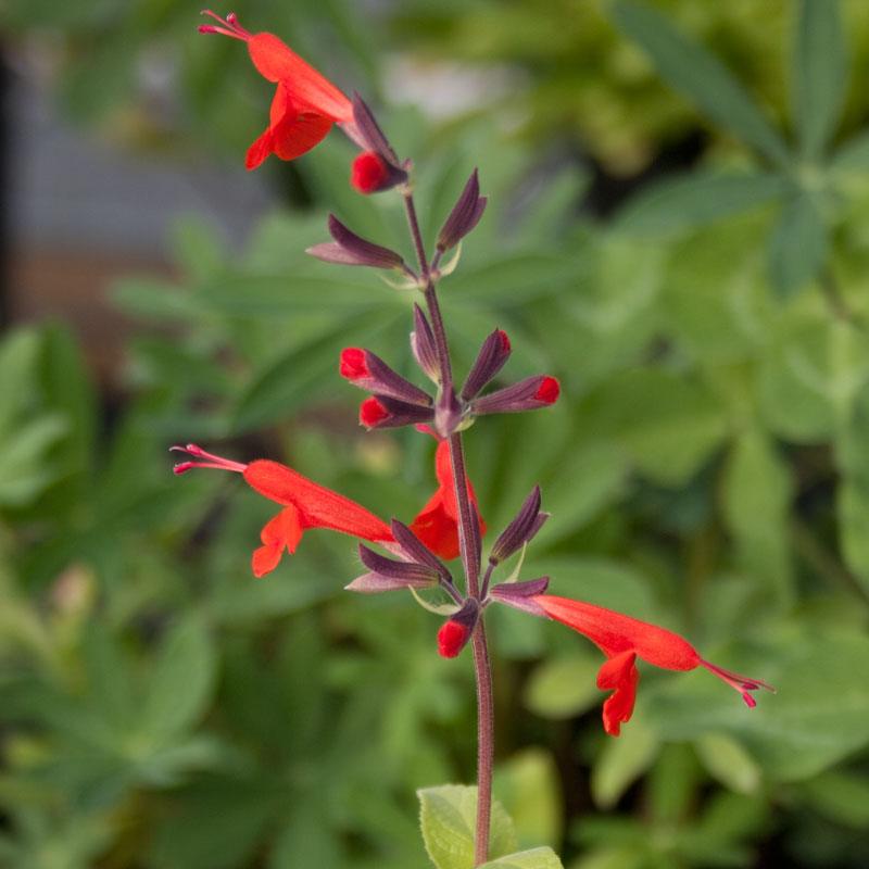 Scarlet sage flower seeds in a pack by Grow Organic, showing vibrant red flowering sage plants ready for planting.