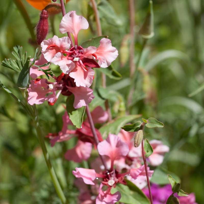 Grow Organic mountain garland flower seeds in a pack, showcasing vibrant flower seed packets with colorful illustrations.