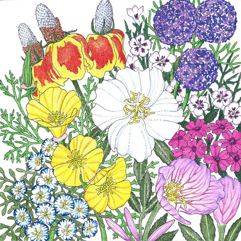 Grow Organic Southwest Wildflower Mix flower seed pack with colorful wildflower seeds for garden planting