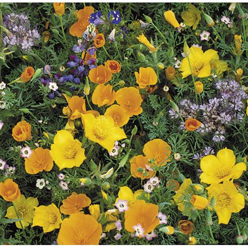 Grow Organic Southwest Wildflower Mix flower seeds in a pack, showcasing vibrant native wildflower varieties for garden planting.