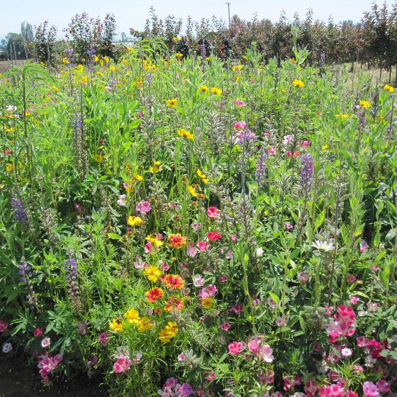 Native wildflower mix flower seeds by Grow Organic for clay soil, showing a vibrant assortment of native wildflower seeds in a pack.