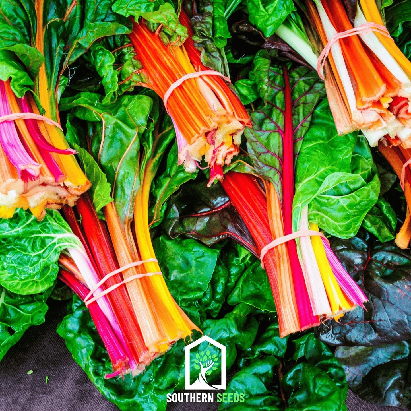 Rainbow Swiss Chard seeds from Southern Seeds showing vibrant colorful leaves and seed packaging for planting.