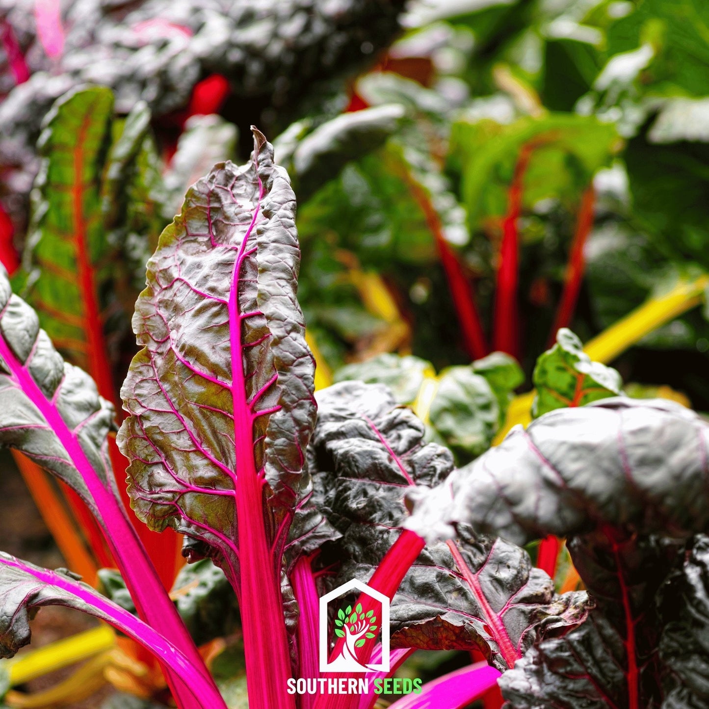 Rainbow Swiss Chard seeds from Southern Seeds, showing vibrant colorful seed packets for planting.