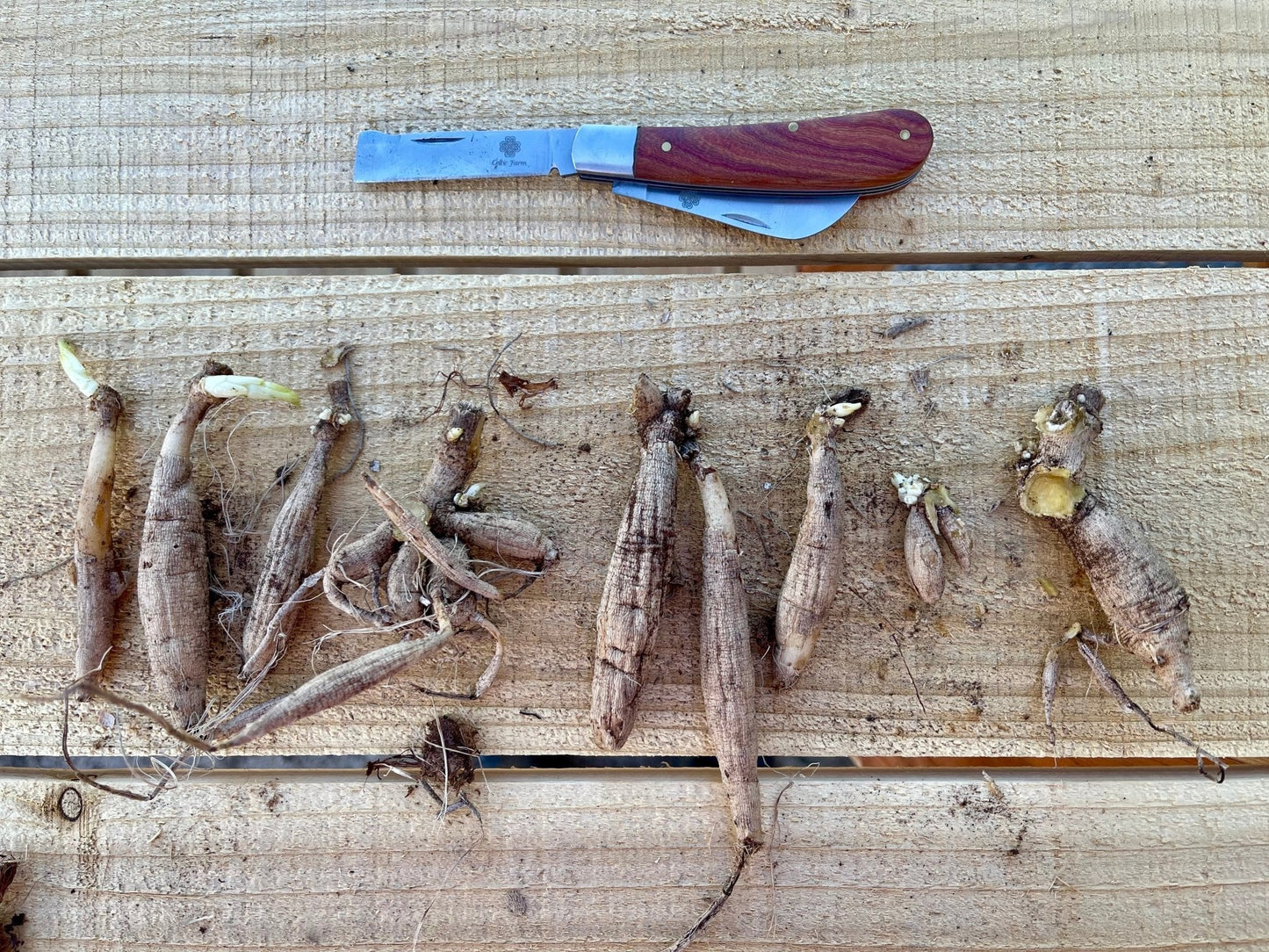 Professional Gardener's Knife by The Celtic Farm, ideal for pruning, grafting, and propagation, showing a sharp, sturdy gardening tool.