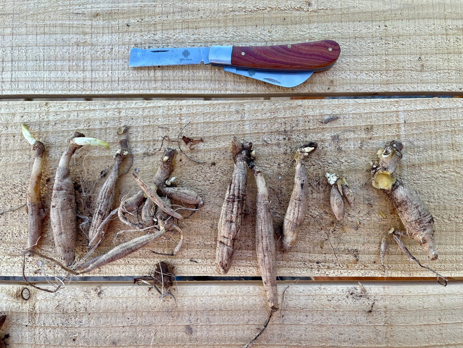 Professional Gardener's Knife by The Celtic Farm, ideal for pruning, grafting, and propagation, showing a sharp, sturdy gardening tool.