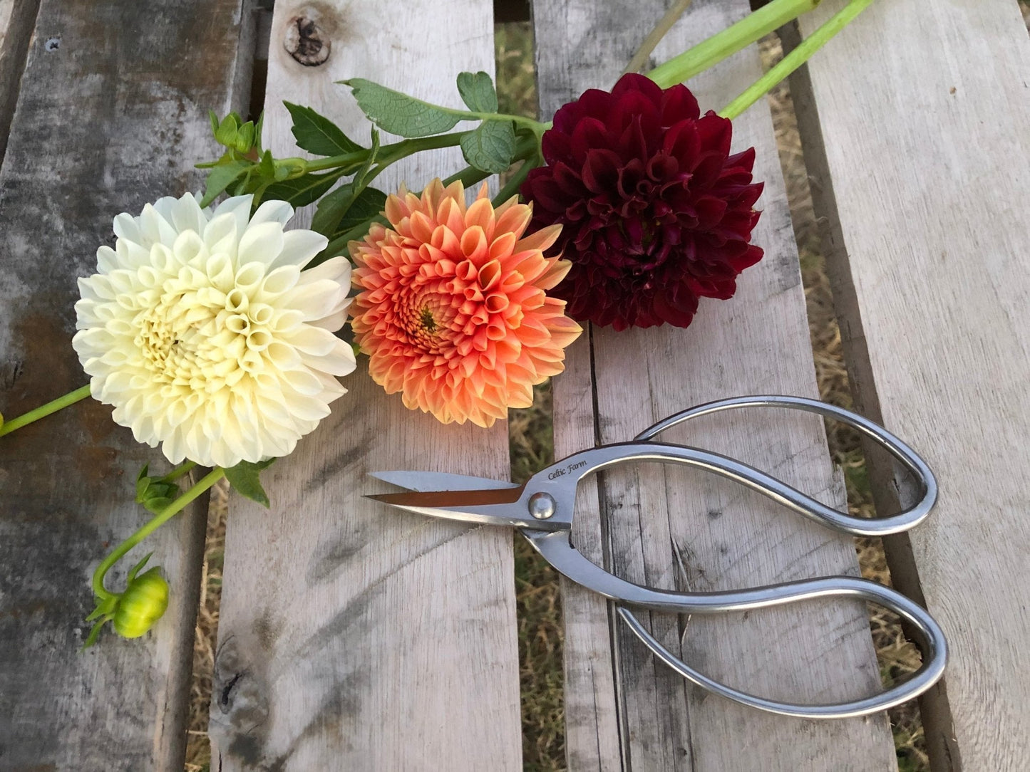 Stainless garden scissors by The Celtic Farm, pruning shears with sharp blades for trimming plants and shrubs.