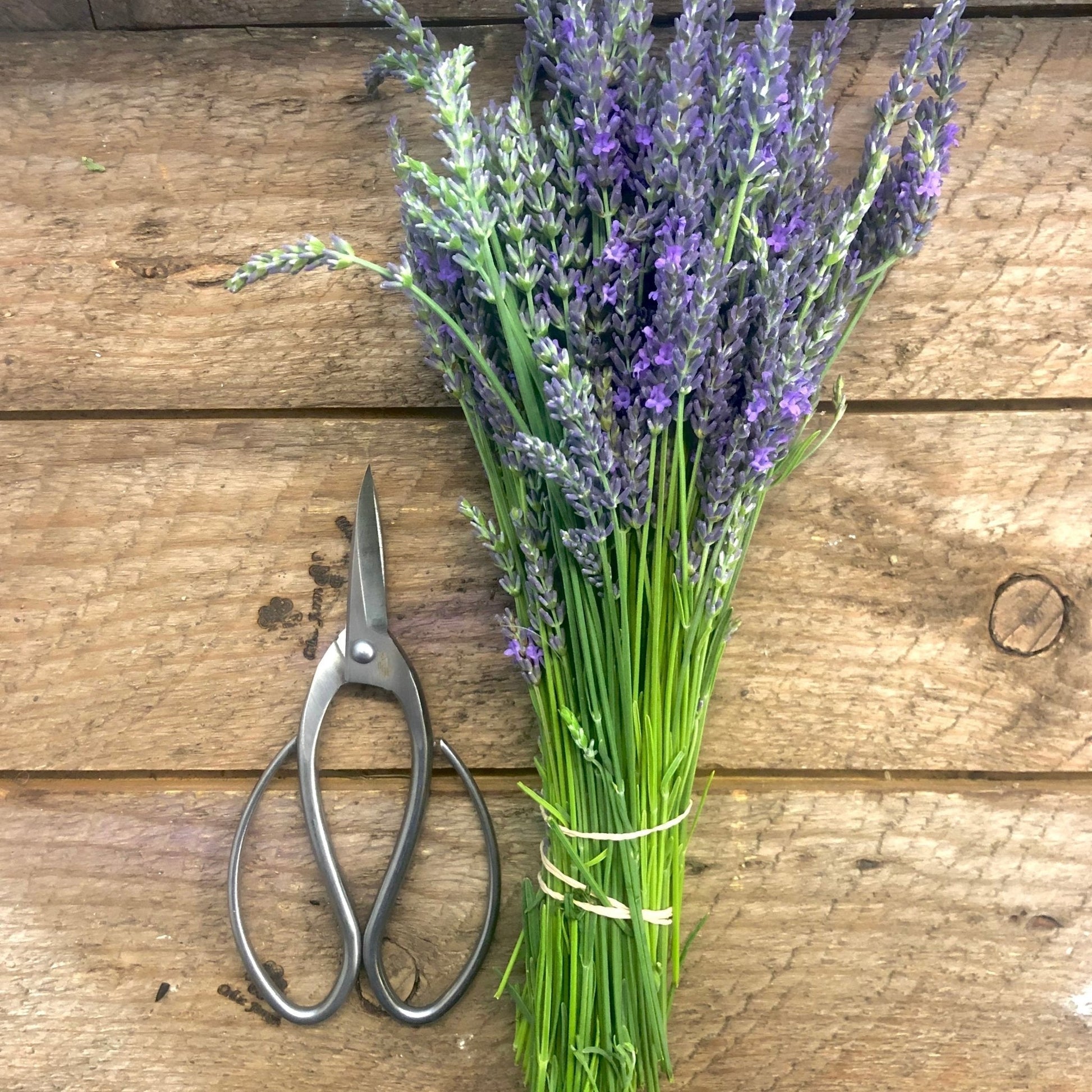 Stainless garden scissors by The Celtic Farm with sharp blades, ideal for pruning and trimming garden plants and shrubs.