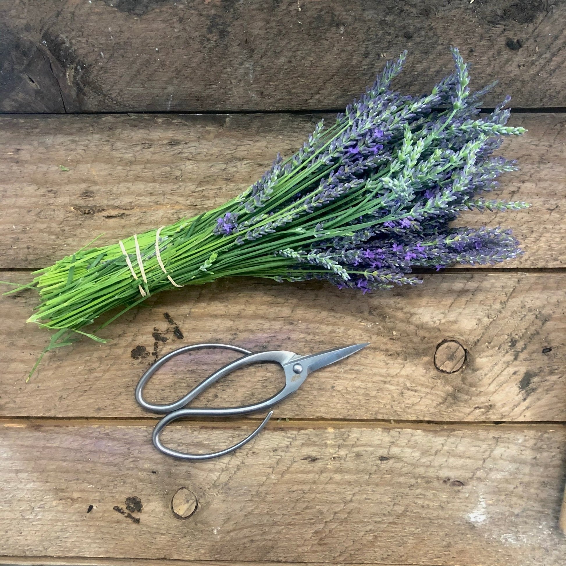 Stainless garden scissors by The Celtic Farm, pruning shears for trimming plants and shrubs with sharp blades and ergonomic handle.
