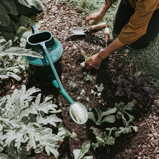 Dark green Haws Cradley Deluxe watering can by The Celtic Farm, with a long spout and ergonomic handle for garden watering.