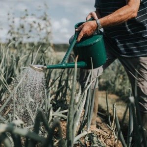 Dark green Haws Cradley Deluxe watering can by The Celtic Farm, with a long spout and ergonomic handle for easy watering.