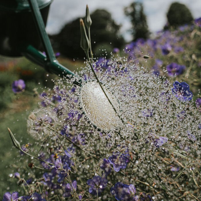 Dark green Haws Cradley Deluxe watering can by The Celtic Farm with a sturdy handle and spout for garden watering.