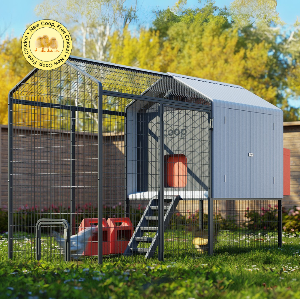 The Smart Coop with steel run and free chicks, showcasing the outdoor chicken coop and secure enclosure for poultry.