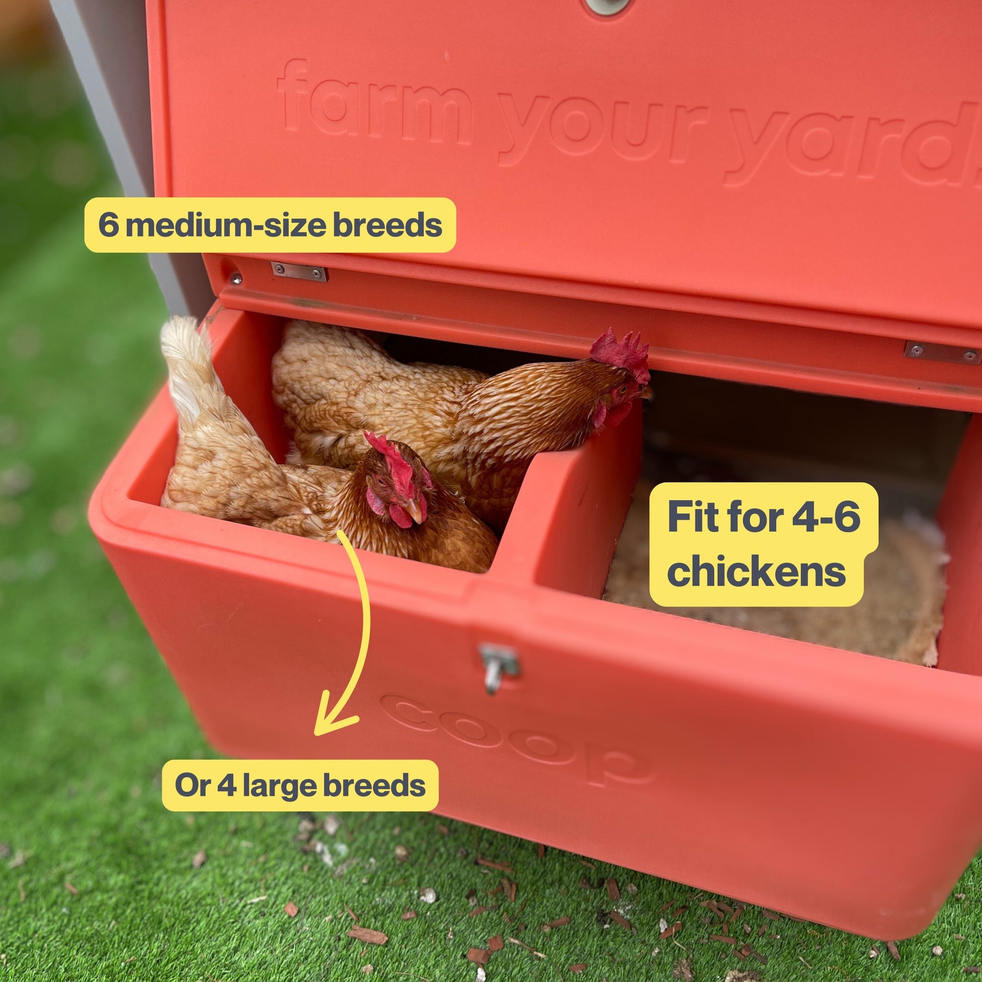 The Smart Coop with steel run and free chicks, showing a spacious outdoor chicken coop with a sturdy steel enclosure and fluffy chicks outside.