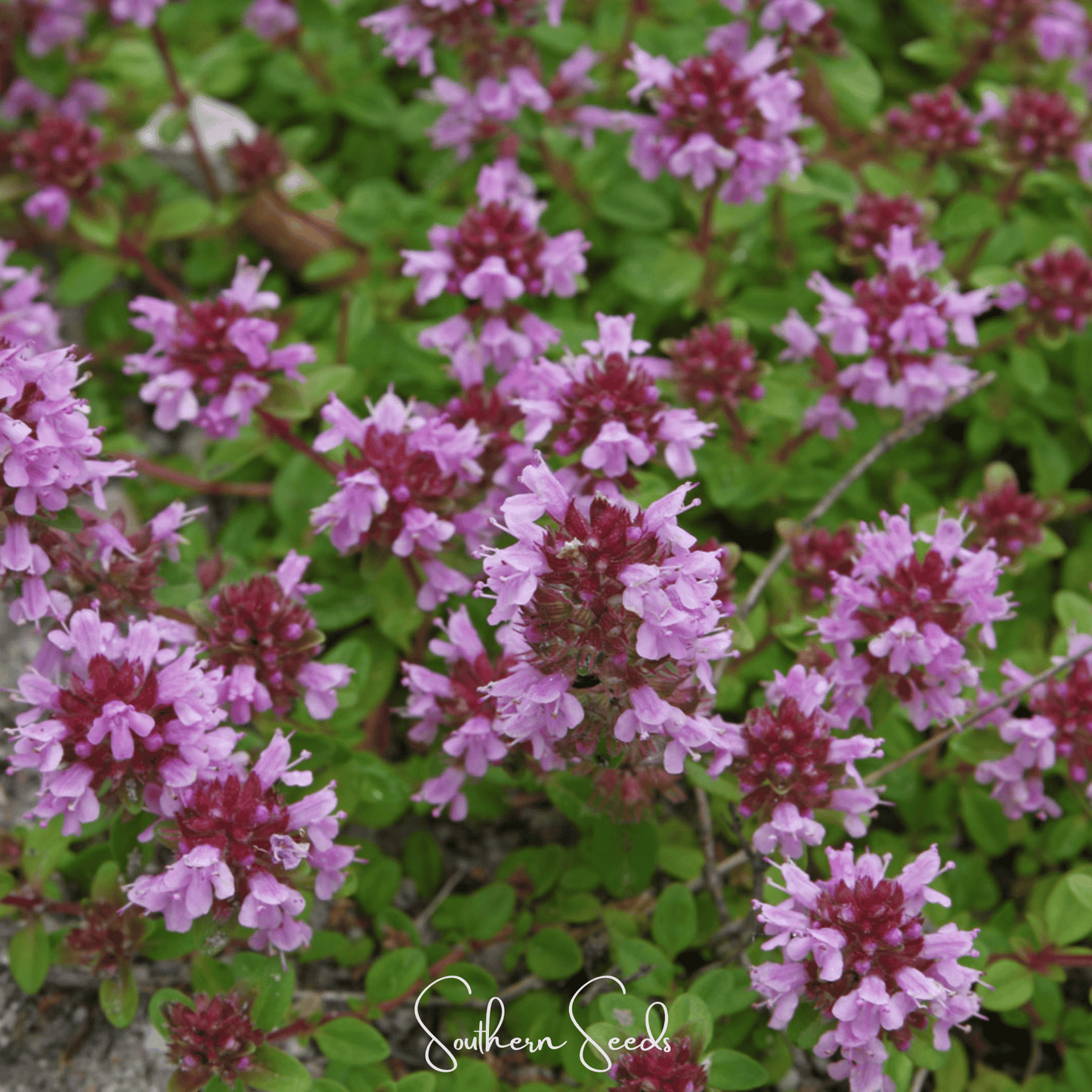Lemon Thyme seeds from Southern Seeds, small brown seeds for herb gardening, with green leaves and lemon-scented aroma.