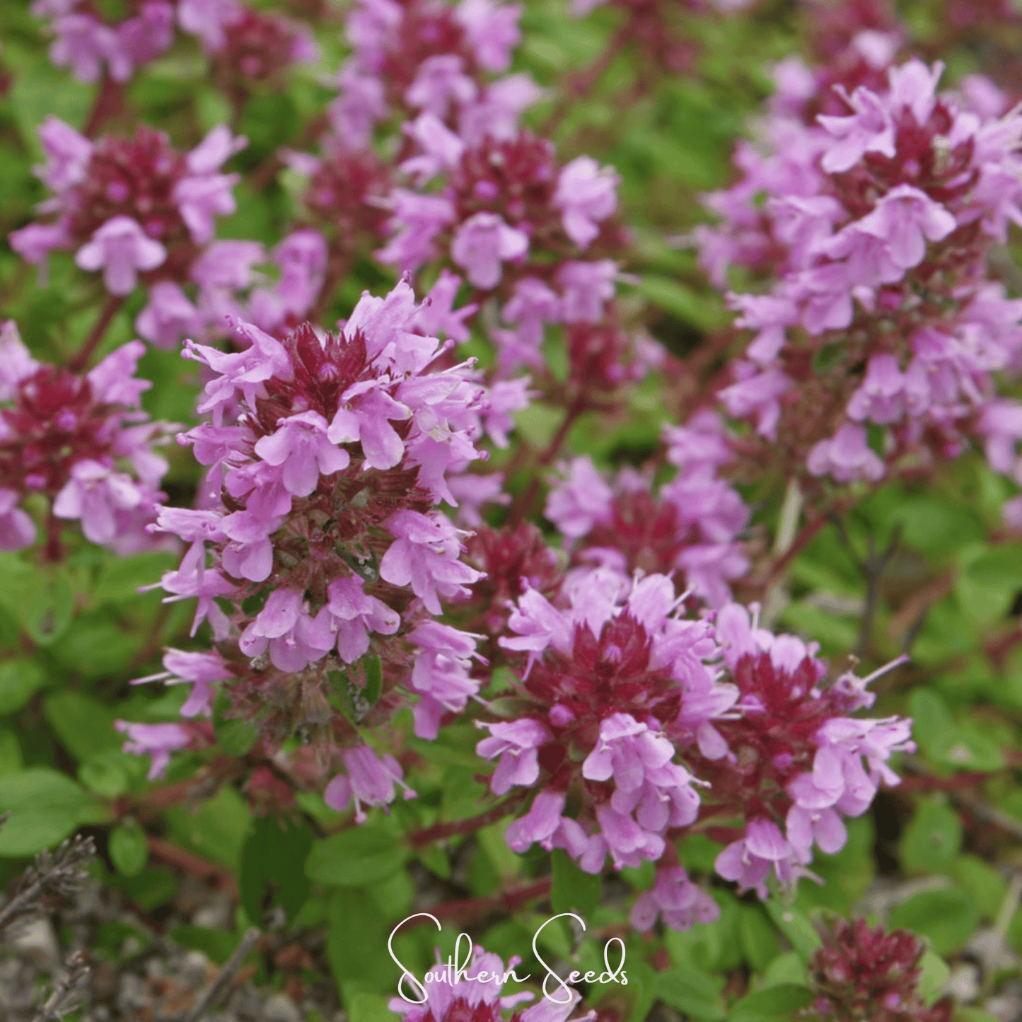 Lemon Thyme seeds from Southern Seeds, small green seeds for planting Lemon Thyme herb in garden or containers.