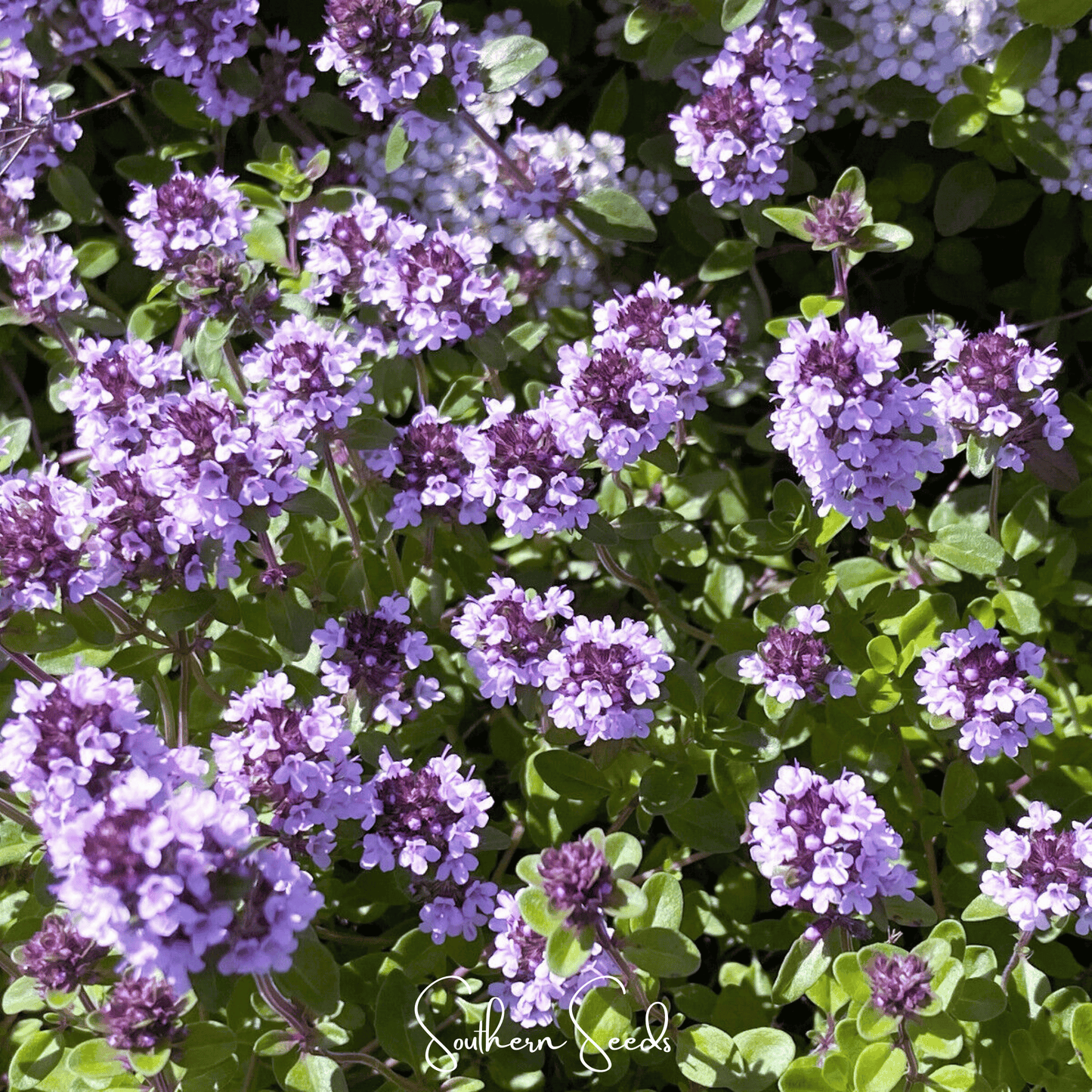 Lemon thyme seeds from Southern Seeds, showcasing small green seeds for planting lemon-flavored herb in your garden.