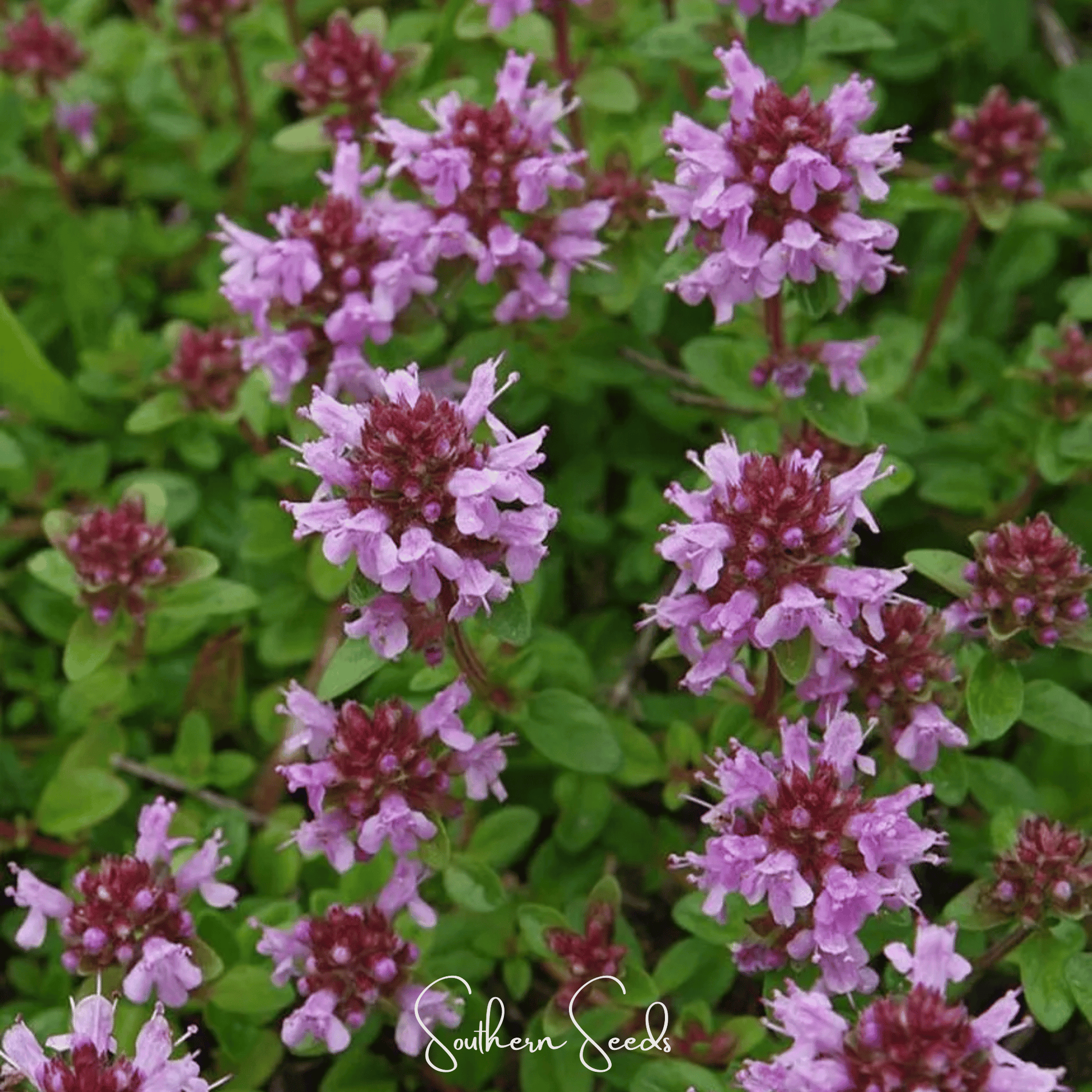 Lemon Thyme seeds from Southern Seeds, small green seeds for planting Lemon Thyme herb in gardens or containers.