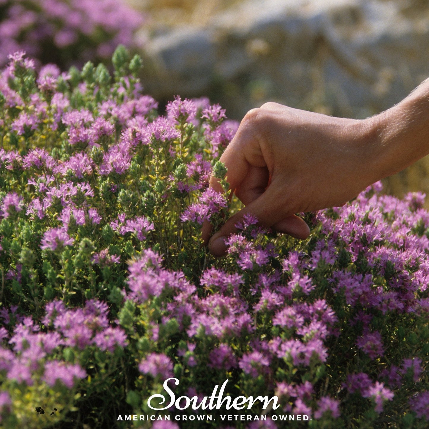 Wild thyme seeds from Southern Seeds, 100 seed packets of Thymus pulegioides, ready for planting in herb gardens.