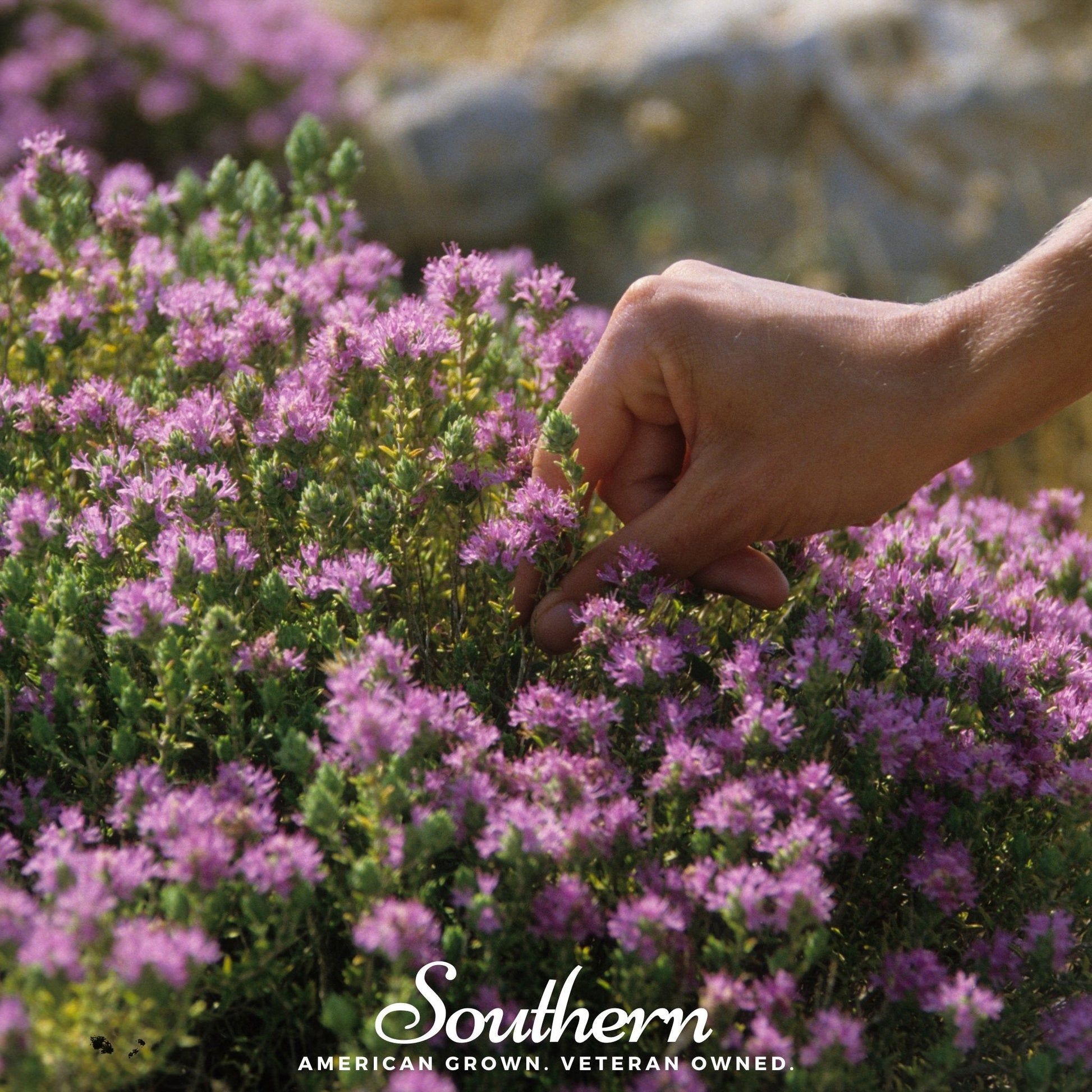 Wild thyme seeds from Southern Seeds, 100 seed packets of Thymus pulegioides, ready for planting in herb gardens.
