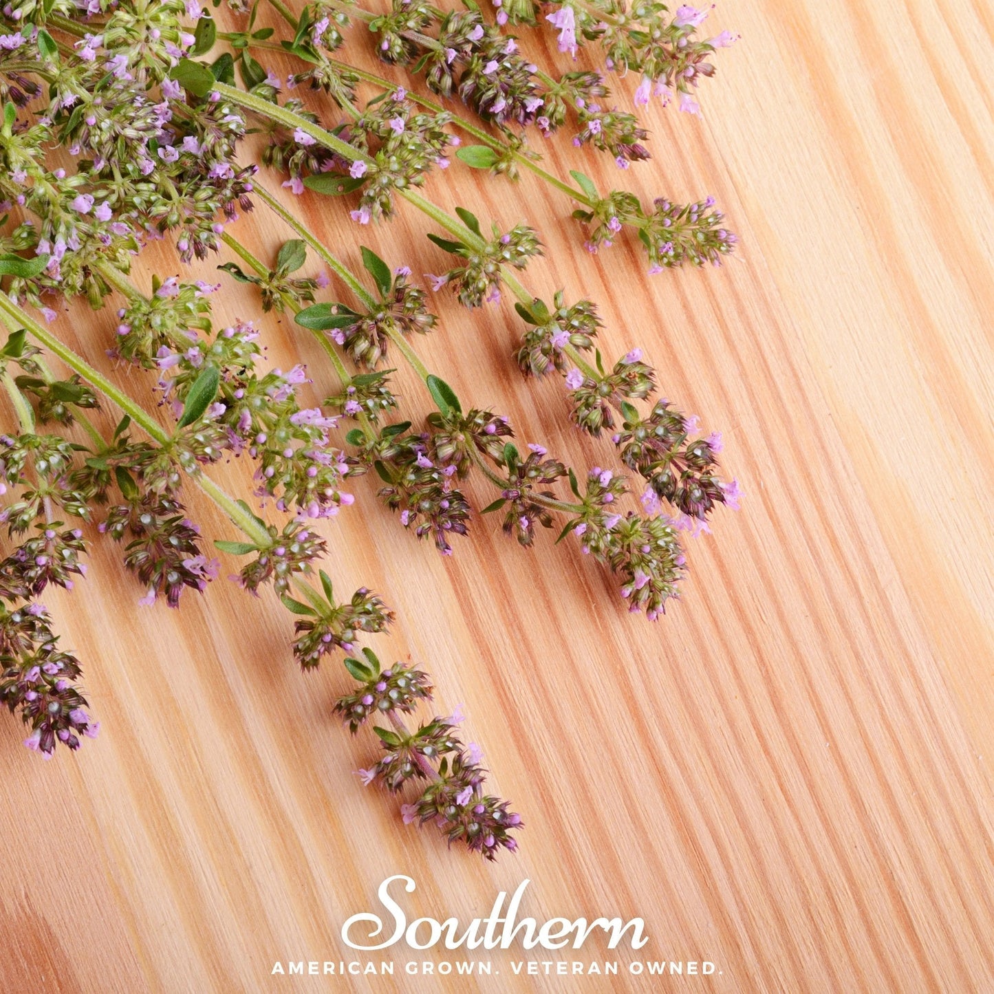 Wild thyme seeds from Southern Seeds, showing 100 small thyme seeds in a clear container, ideal for planting wild thyme in gardens.