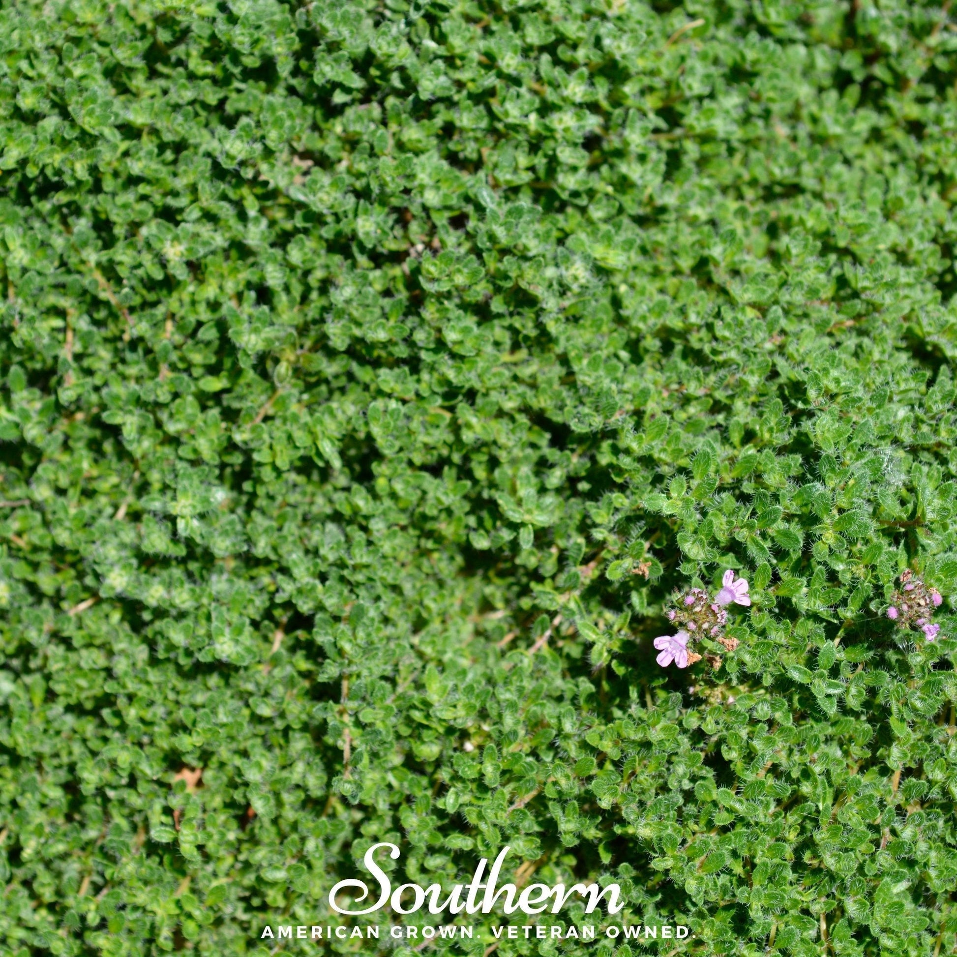 Wild Thyme seeds from Southern Seeds, showing a packet of 100 thyme seeds for planting and gardening.
