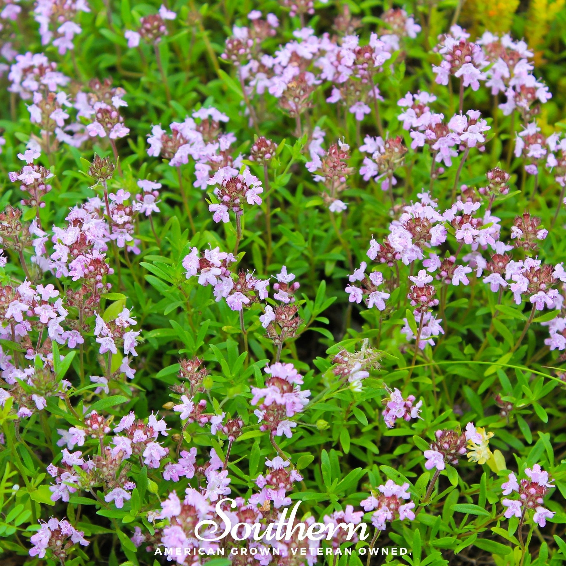 Wild thyme seeds from Southern Seeds, showing a close-up of 100 thyme seeds in a clear container.