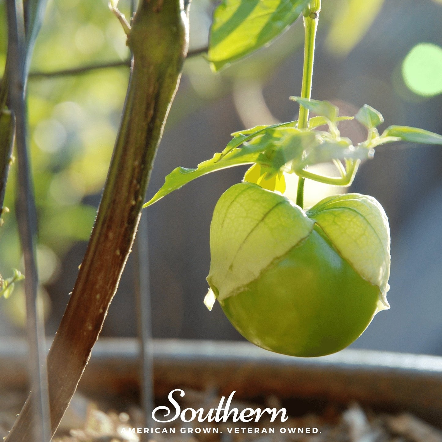 Yellow-green Verde Rio Grande tomatillo seeds from Southern Seeds, ready for planting in vegetable gardens.