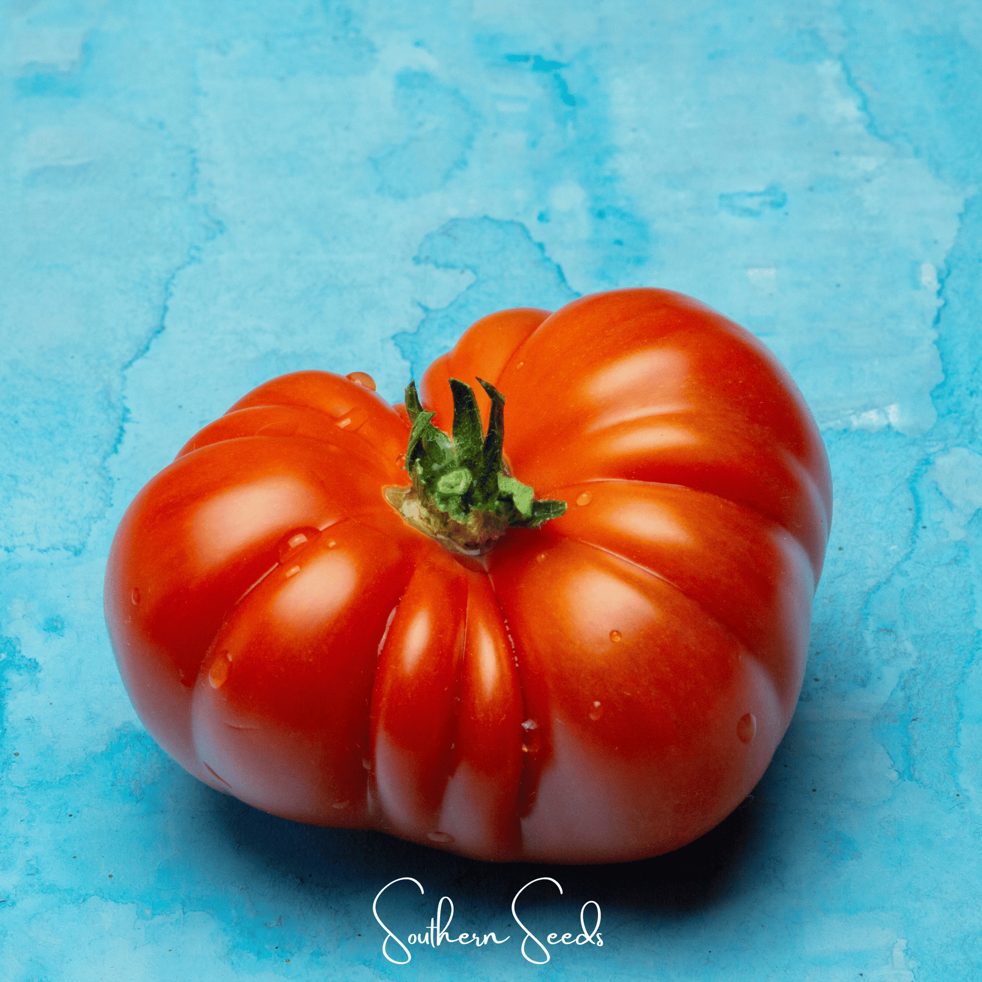 Red Brandywine tomato seeds from Southern Seeds, showing vibrant ripe tomatoes and seed packets, ideal for home gardening.
