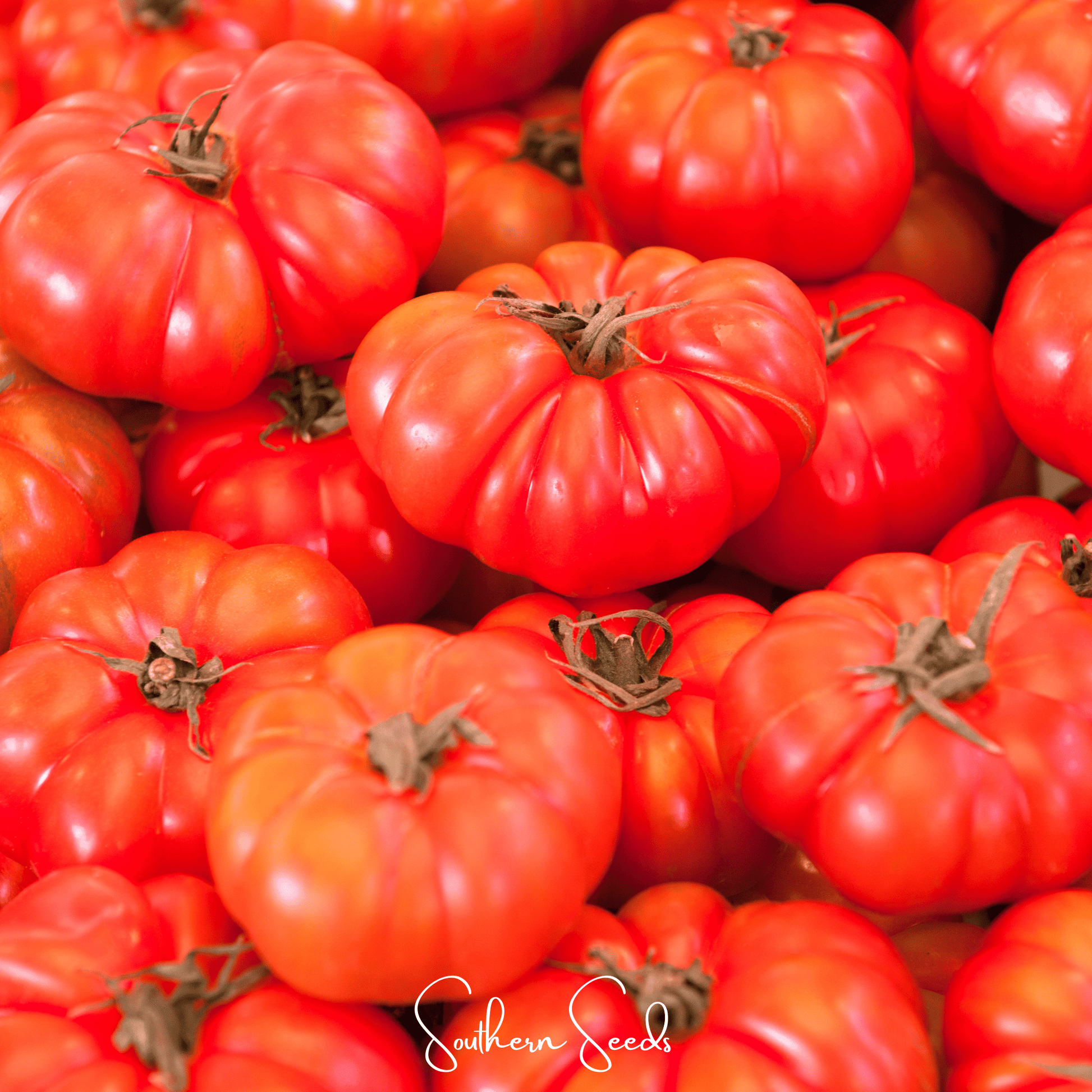Red Brandywine Tomato seeds from Southern Seeds, featuring vibrant, heirloom tomato variety with lush red fruit and lush foliage.