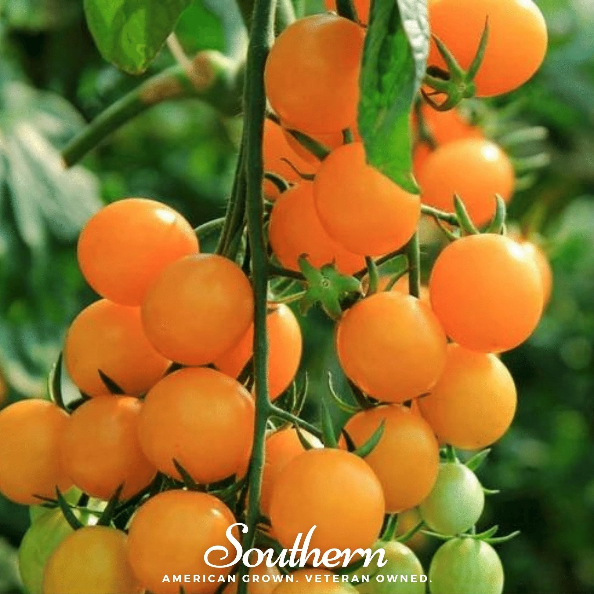 Gold Nugget Tomato seeds from Southern Seeds, close-up of bright yellow cherry tomatoes on the vine.