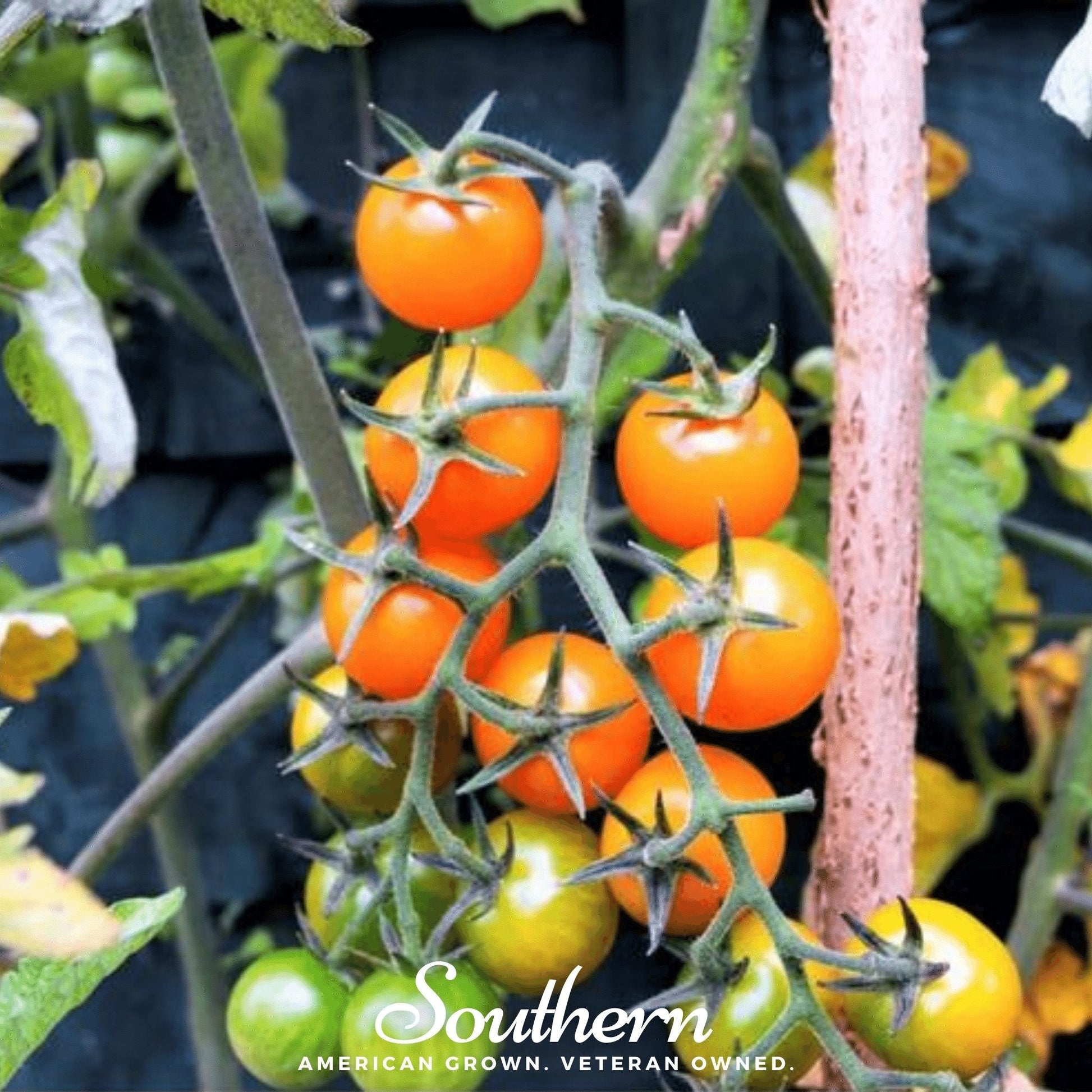 Golden Nugget tomato seeds from Southern Seeds, showing small, vibrant yellow cherry tomatoes on the plant.