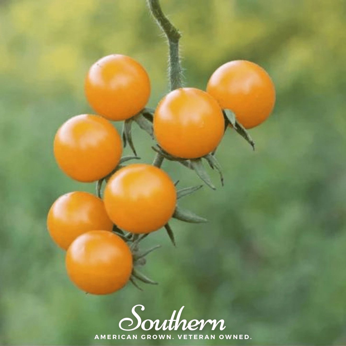 Golden Nugget tomato seeds from Southern Seeds, small bright yellow tomato with smooth skin, ready for planting.
