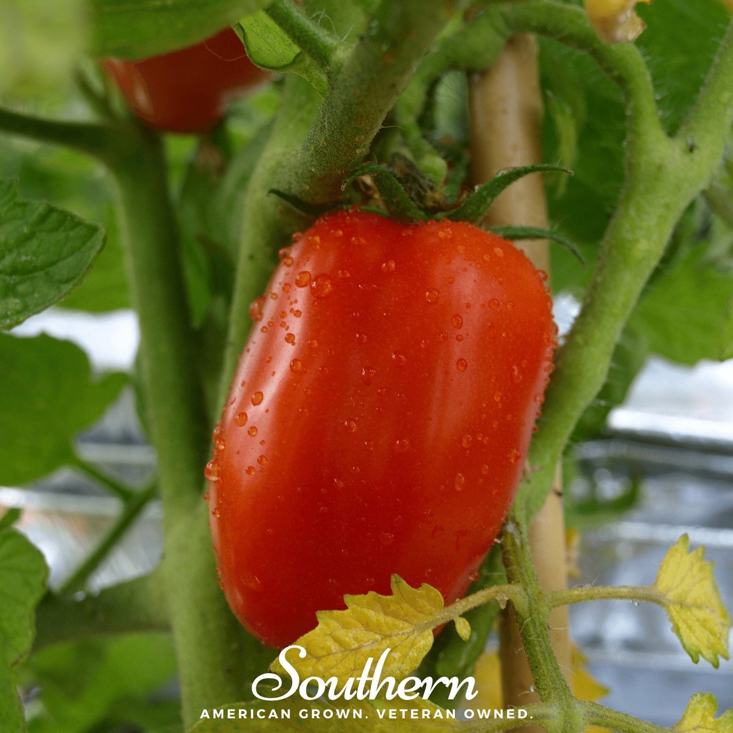 San Marzano tomato seeds from Southern Seeds, showing healthy tomato seeds ready for planting.