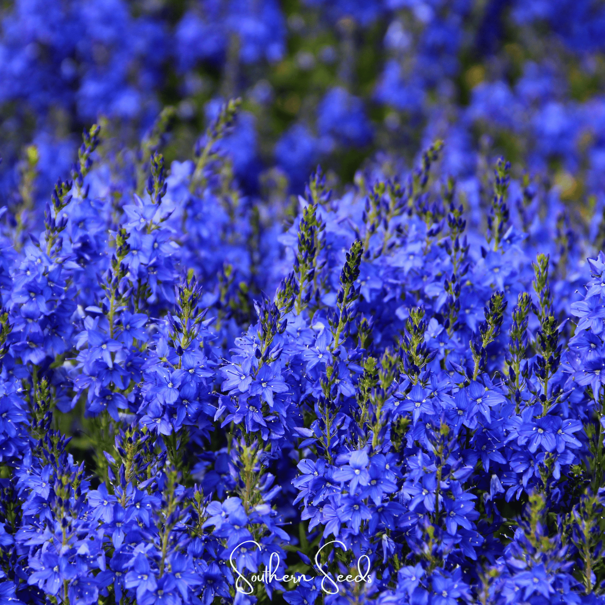 Royal Blue Veronica Speedwell seeds from Southern Seeds, showing vibrant blue flower clusters and green foliage.