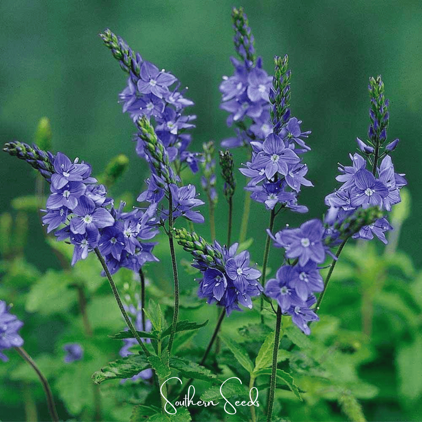 Royal Blue Veronica Speedwell seeds from Southern Seeds, showing vibrant blue flowers and green foliage.