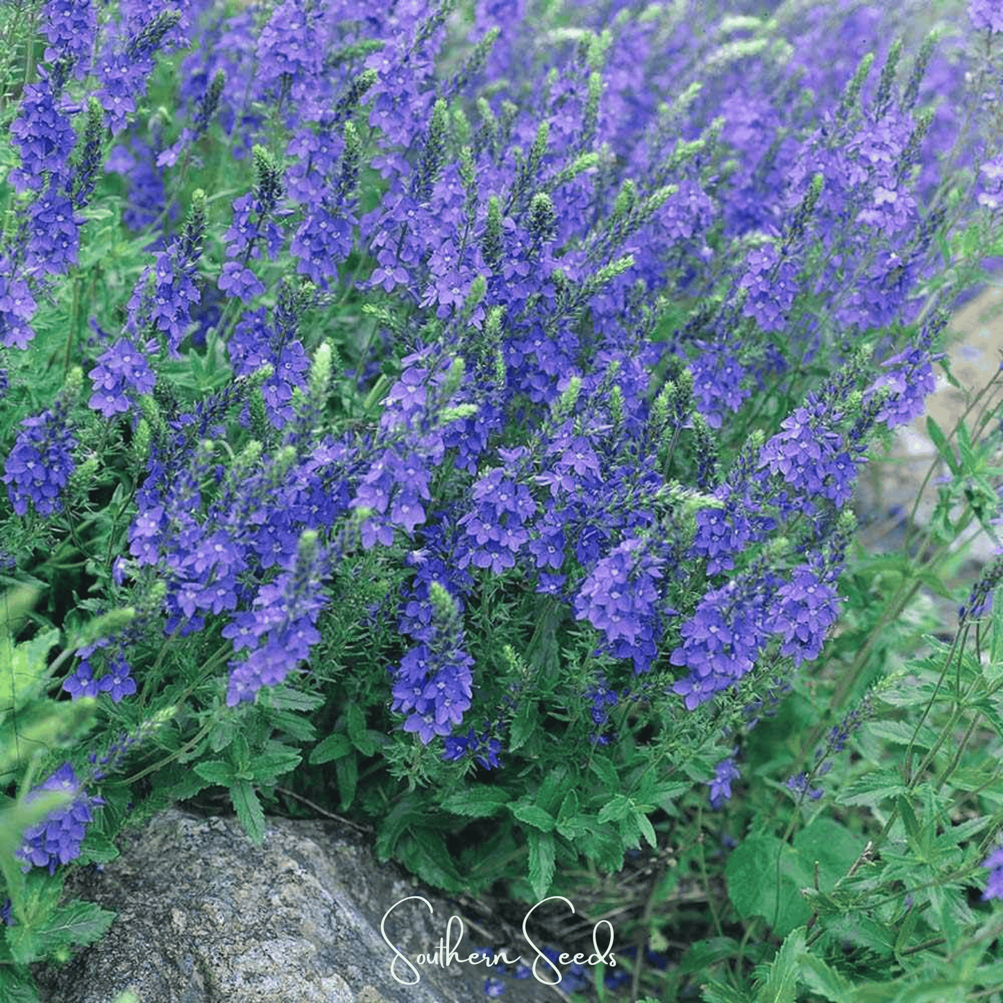 Royal Blue Veronica Speedwell seeds from Southern Seeds, showing vibrant blue flower buds and green foliage.