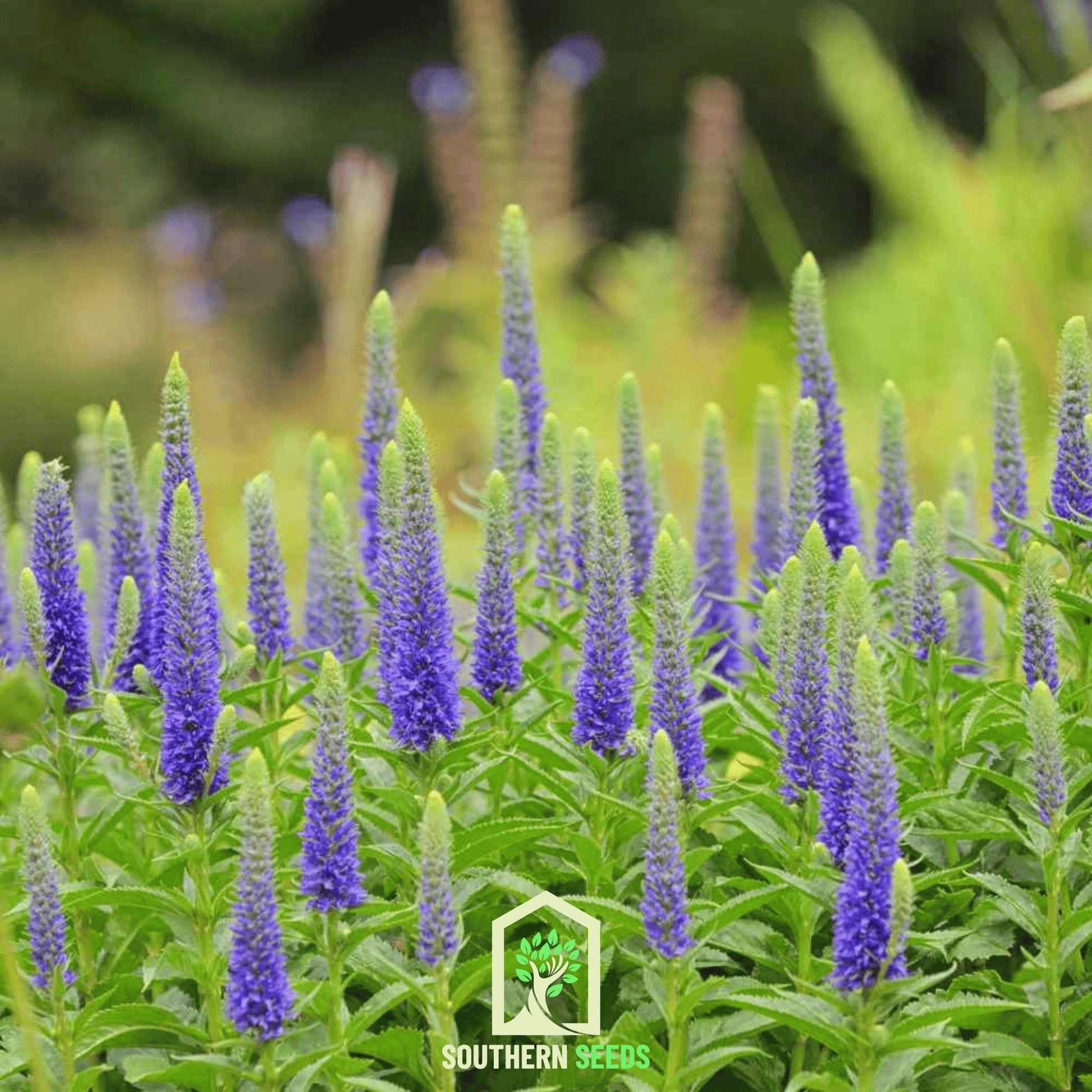 Spiked Speedwell Veronica seeds from Southern Seeds, showing small green seed packets with plant illustrations.