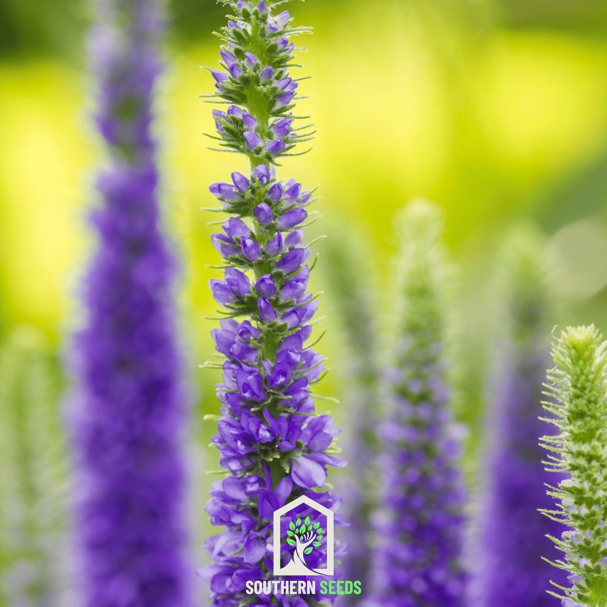 Spiked Speedwell Veronica seeds from Southern Seeds, showing small green seed packets for Veronica spicata plant cultivation.