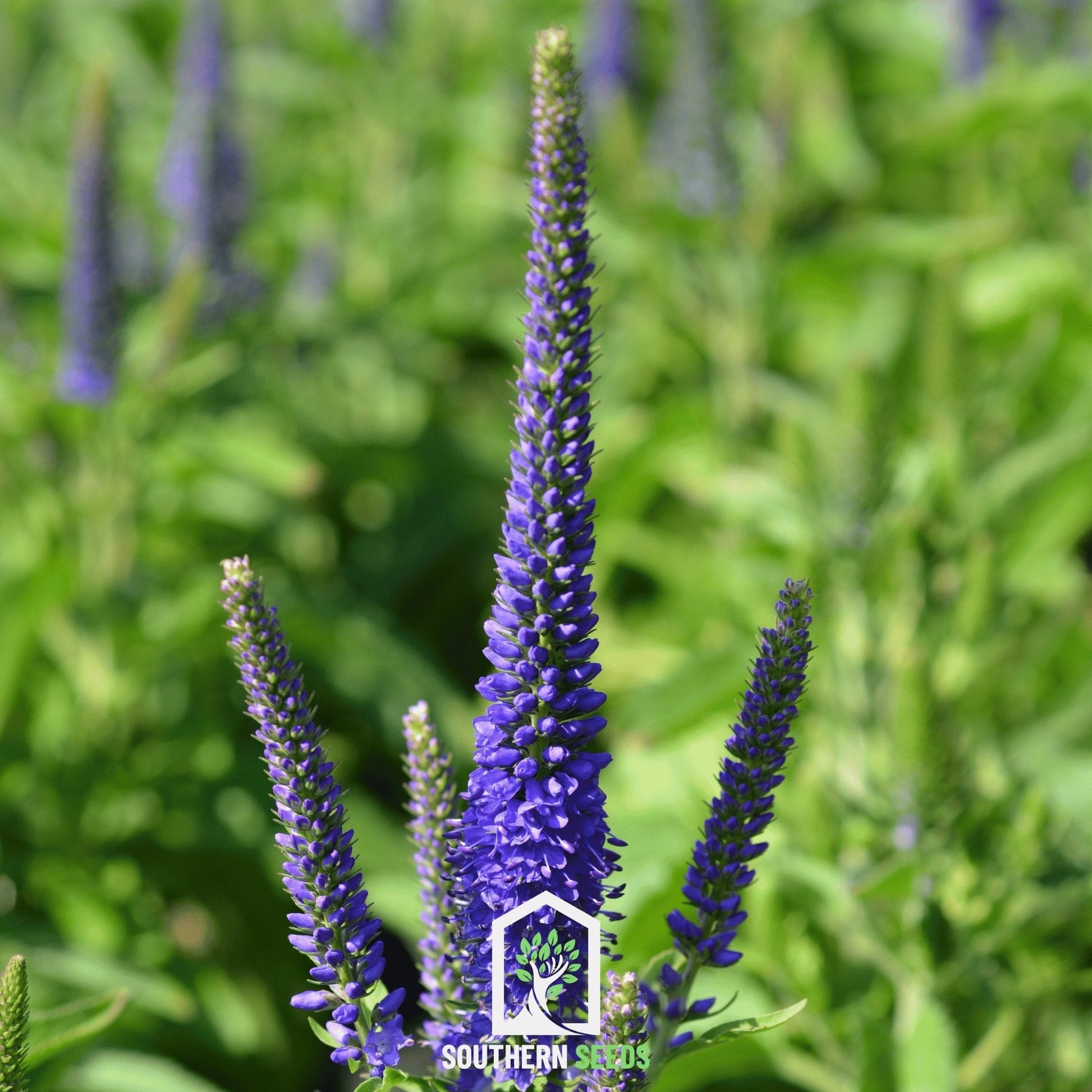 Spiked Speedwell Veronica seeds from Southern Seeds, showing small seed packets with vibrant flower images and seed details.
