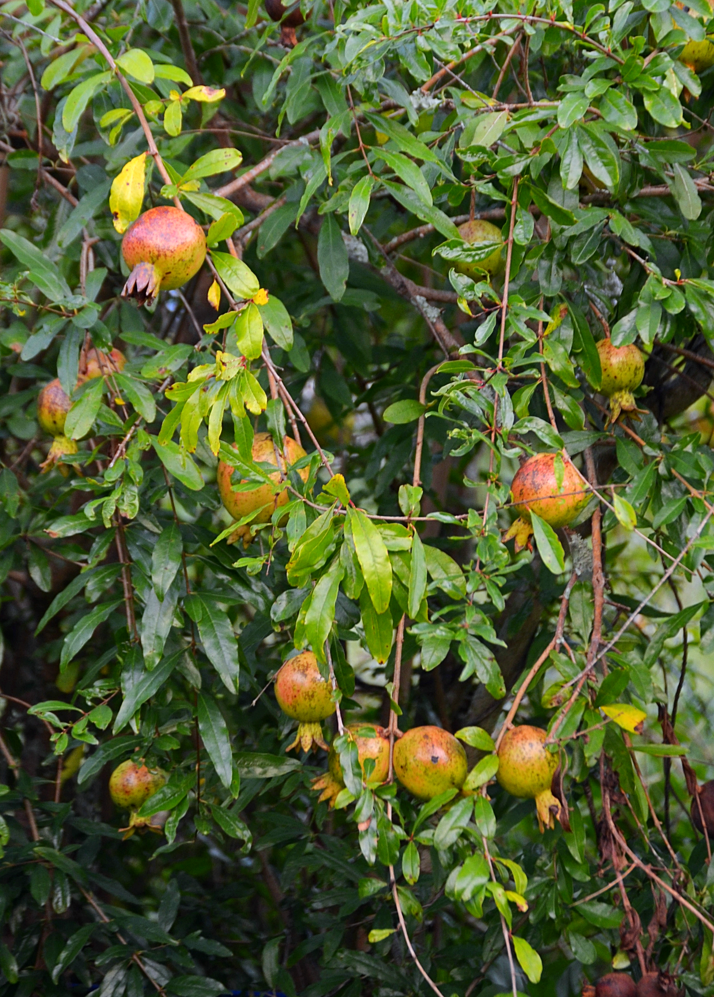 Healthy Vietnamese Pink pomegranate tree, tropical fruit tree by Sow Exotic with lush green leaves and young fruit buds.