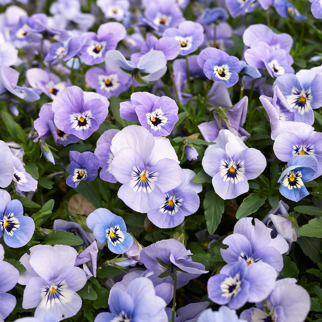 Viola Sorbet 'Marina Blue' seeds by John's Plant Adventures, showing small seed packets with colorful flower illustrations.