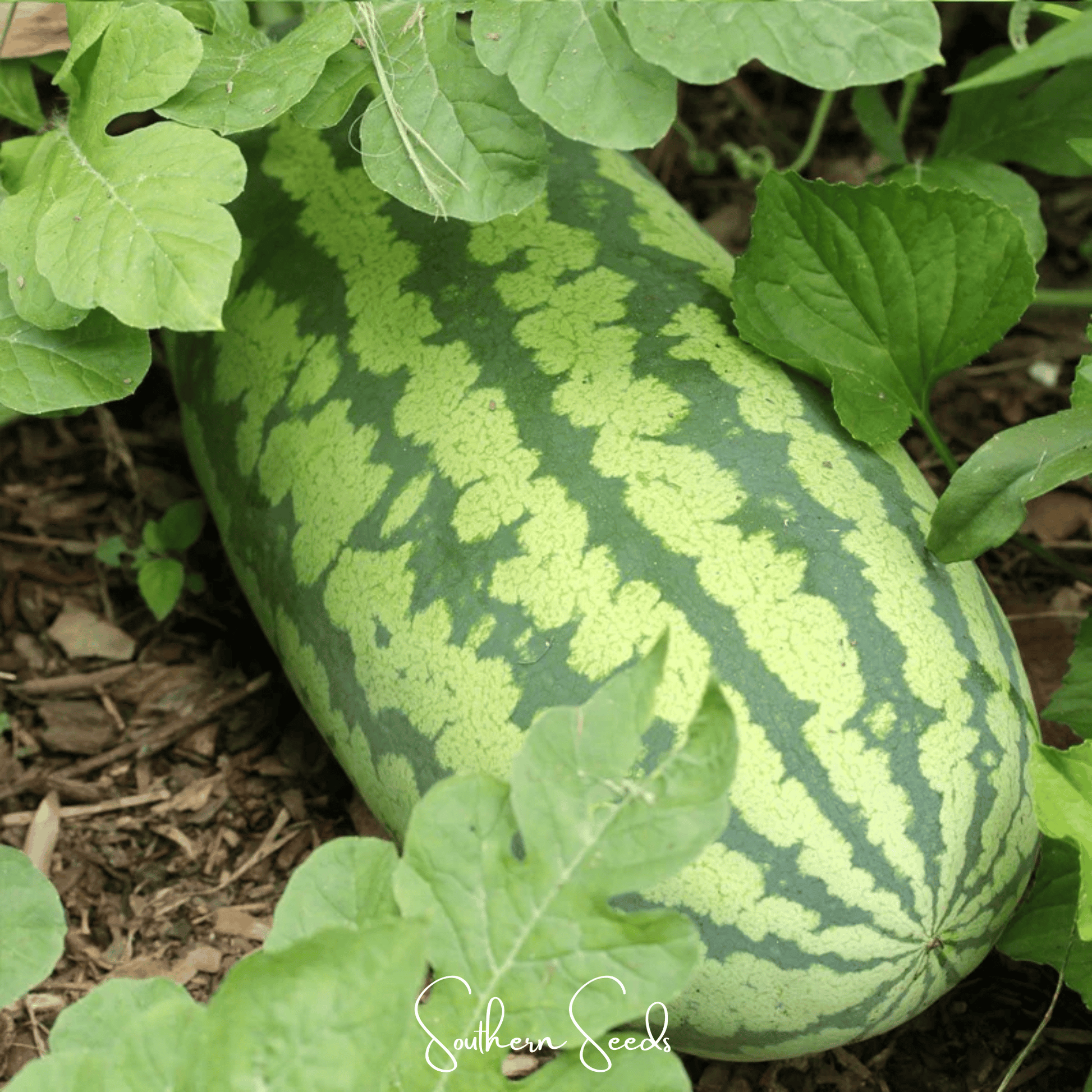 Congo Watermelon seeds from Southern Seeds showing 25 vibrant watermelon seeds for planting and gardening.