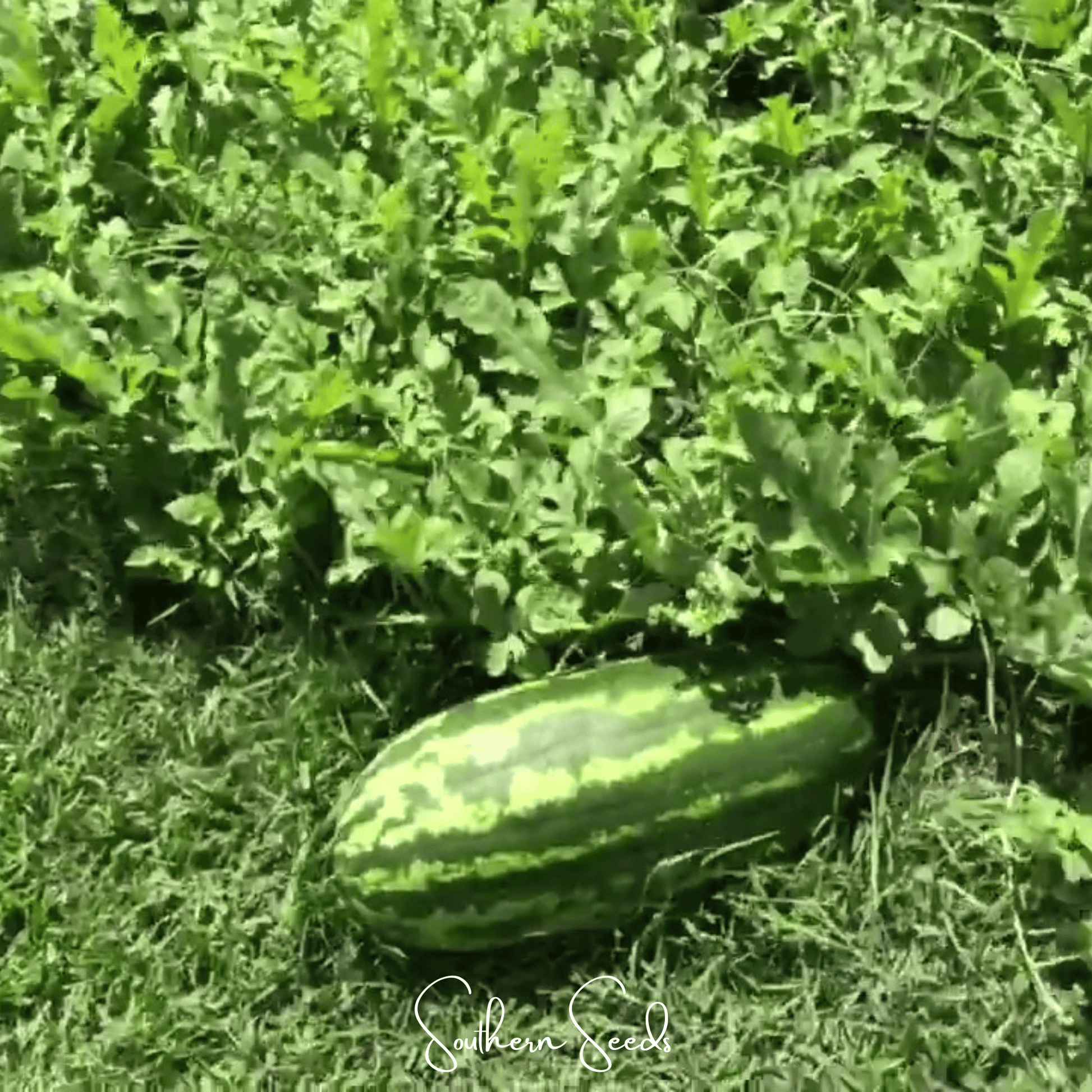 Congo Watermelon seeds by Southern Seeds, showing 25 watermelon seeds for planting and gardening.