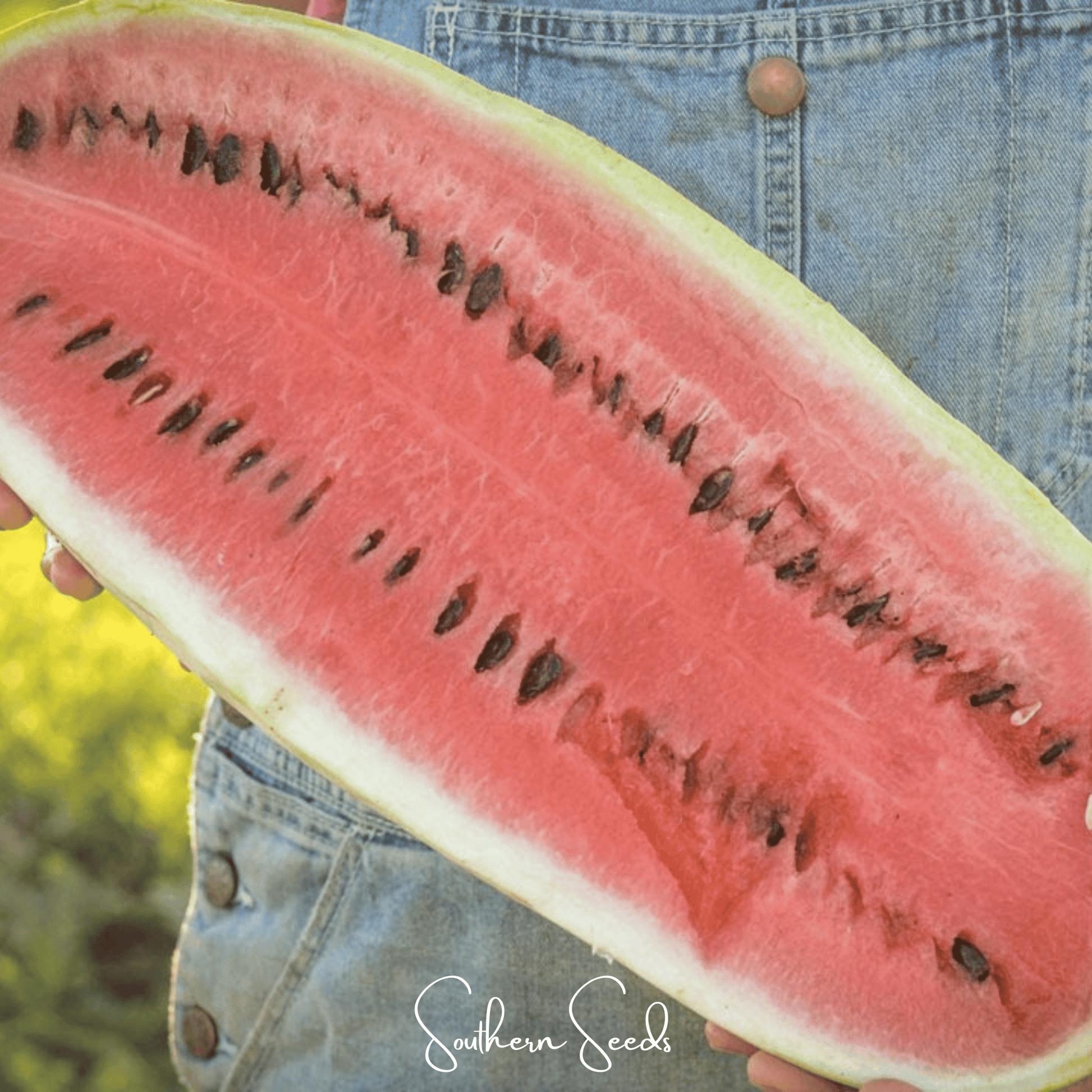 Congo Watermelon seeds by Southern Seeds showing 25 watermelon seeds on a white background