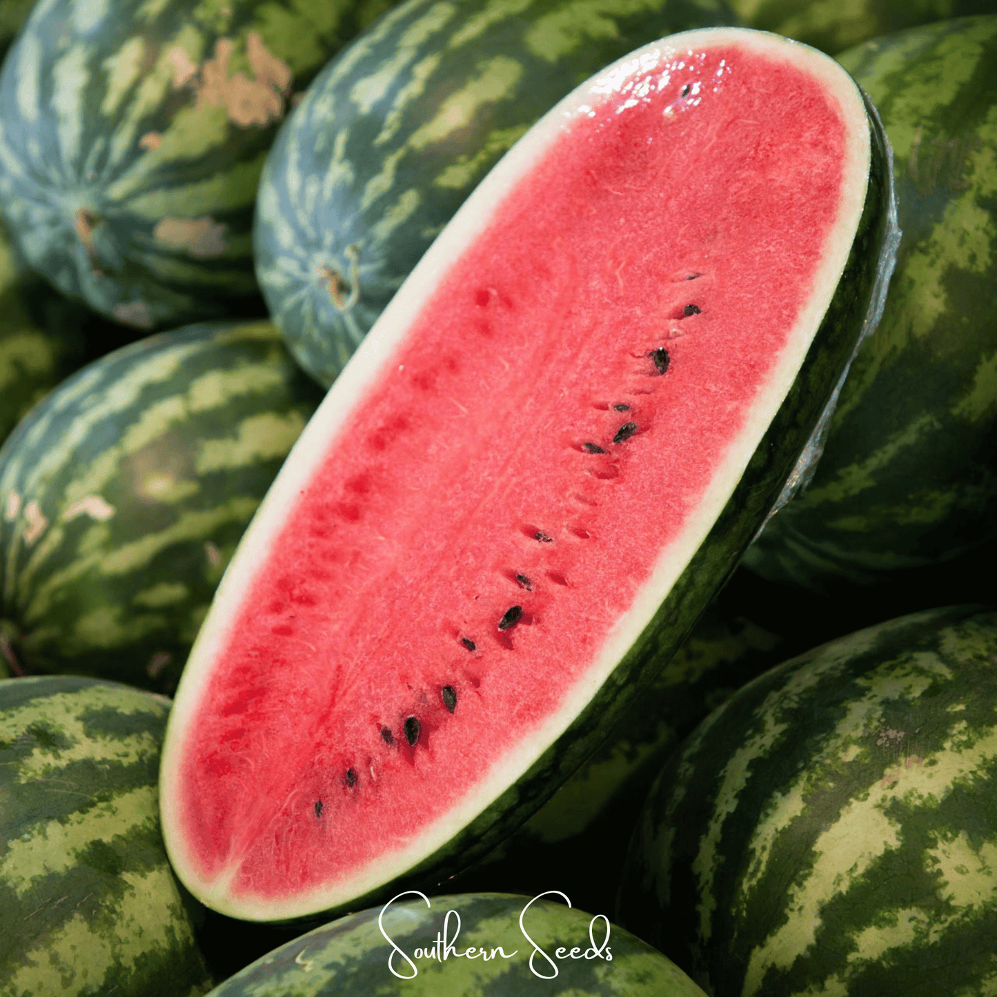 Congo Watermelon seeds from Southern Seeds, 25 seeds of Citrullus lanatus, shown in the image.
