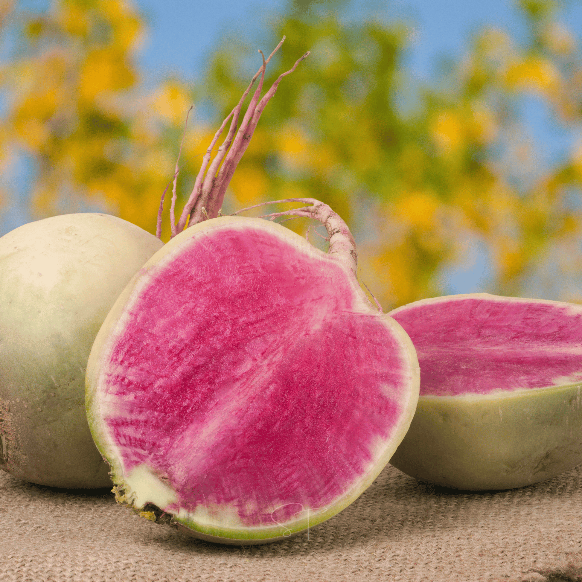 Watermelon radish seeds packet by Southern Seeds, showing vibrant pink and green radish seeds for planting and gardening.