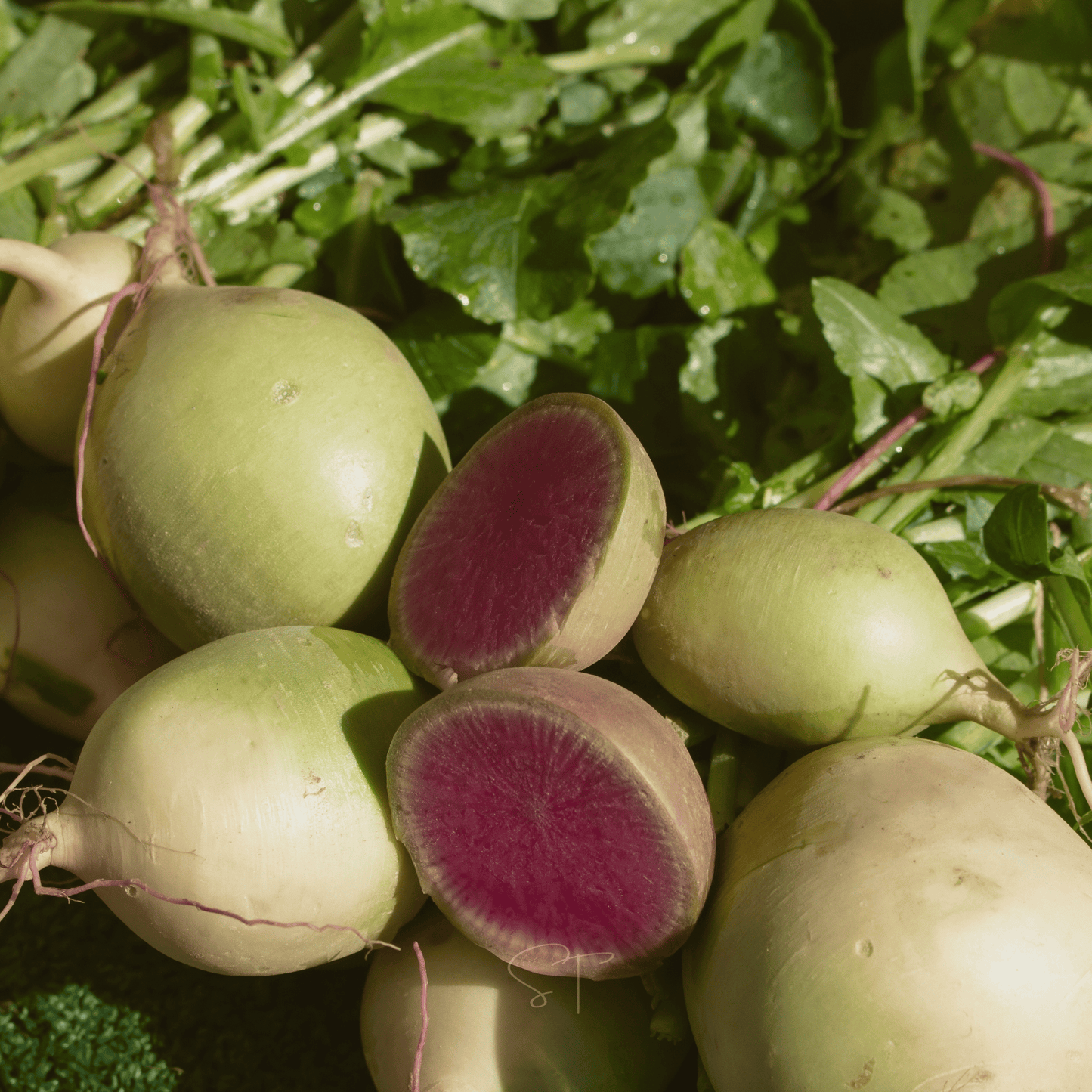 Packet of Southern Seeds Watermelon Radish seeds showing vibrant pink and green radish varieties for planting.