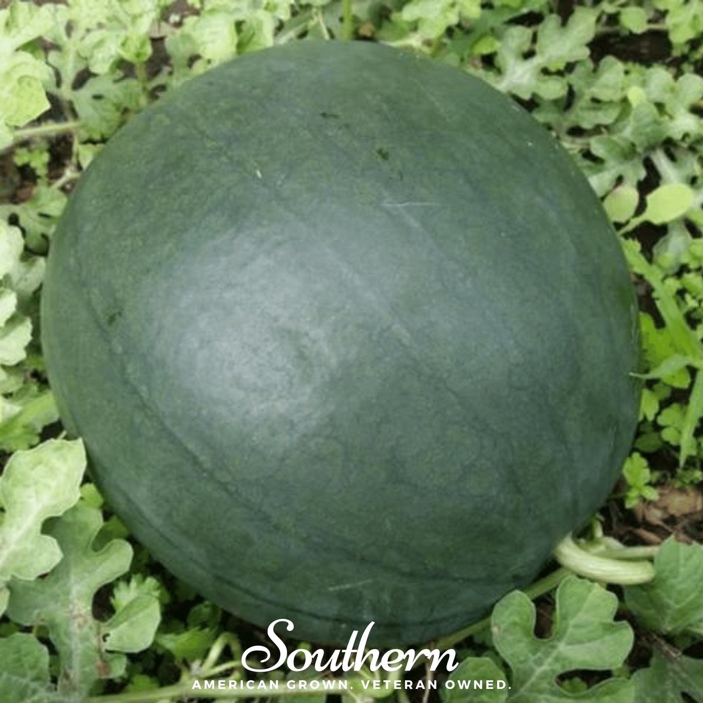 Sugar Baby Watermelon seeds by Southern Seeds, showing a close-up of vibrant, ripe Watermelon Sugar Baby fruits with green rinds.