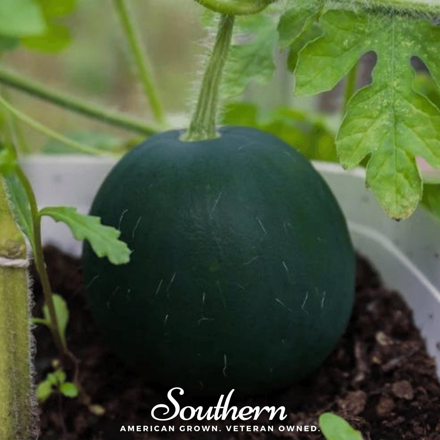 Sugar Baby Watermelon seeds by Southern Seeds, showing vibrant ripe Sugar Baby Watermelon fruit and seeds in close-up.